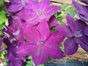 Clematis 'Amethyst Beauty' (Evipo043)-0