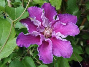 Clematis 'Baroness Fookes' (EviGsy156)-0