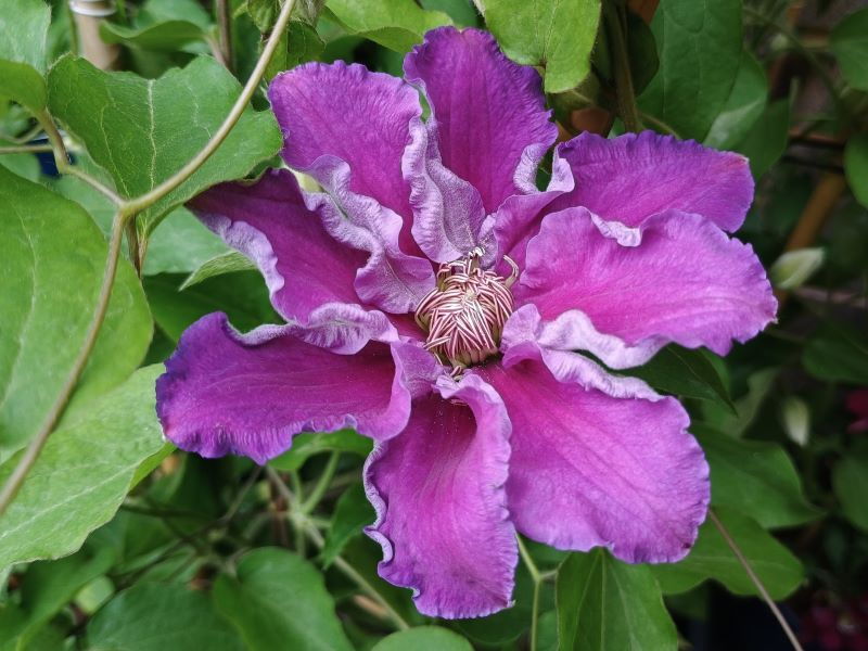 Clematis 'Baroness Fookes' (EviGsy156)-0