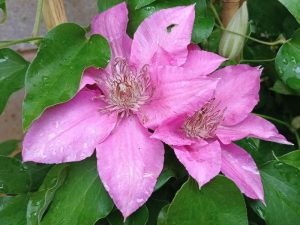 Clematis 'Bridgewater' (EviGsy155)-0