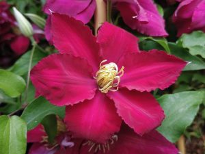 Clematis 'Elpis' (EviGsy154)-0