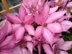Clematis 'Giselle' (Evipo051)-0
