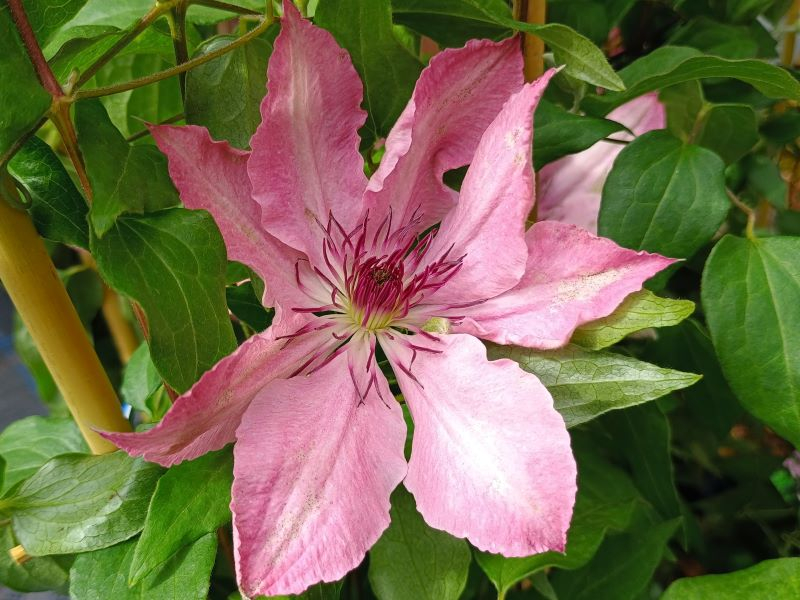 Clematis 'Sarah Elizabeth' (Evipo098)-0
