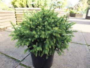 Cryptomeria japonica 'Golden Promise'-0