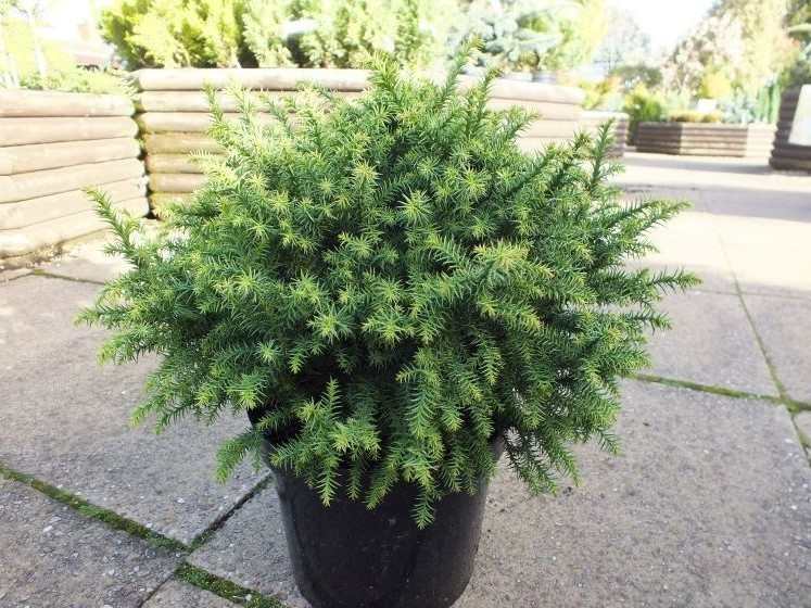 Cryptomeria japonica 'Golden Promise'-0