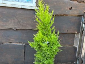 Cupressus macrocarpa 'Gold Crest'-0