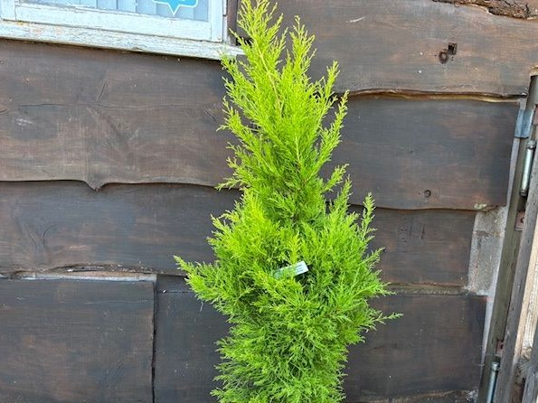 Cupressus macrocarpa 'Gold Crest'-0