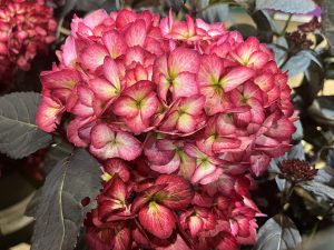 Hydrangea macrophylla 'Eclipse'-0