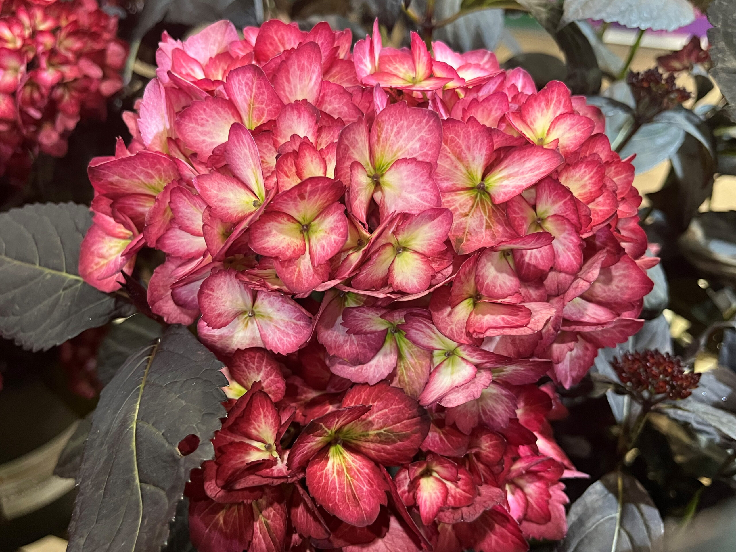 Hydrangea macrophylla 'Eclipse'-0