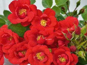 Rosa patio Lots of Kisses ('Noa24-11/1') Patio Pot-0