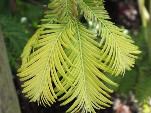 Metasequoia glyptostroboides 'Gold Rush'-0