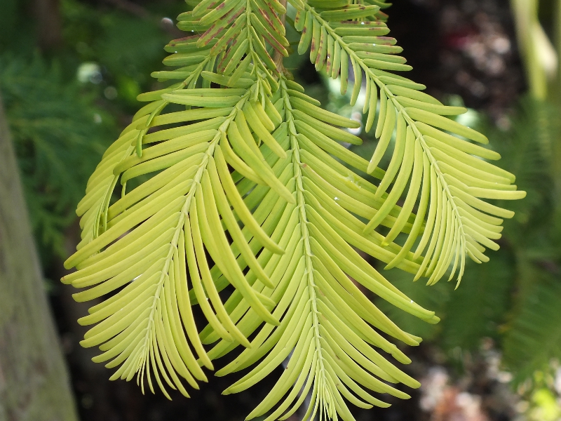 Metasequoia glyptostroboides 'Gold Rush'-0