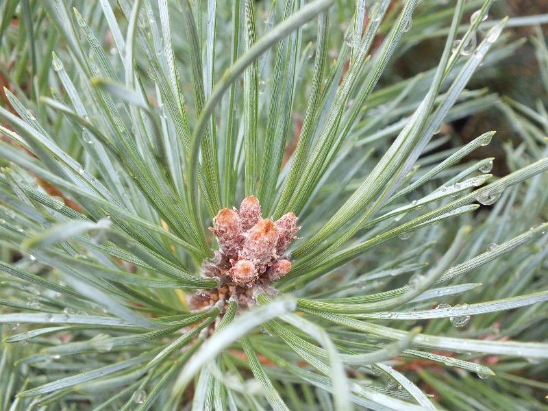 Pinus sylvestris 'Chantry Blue'-25536