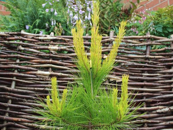 Pinus radiata 'Aurea'-0