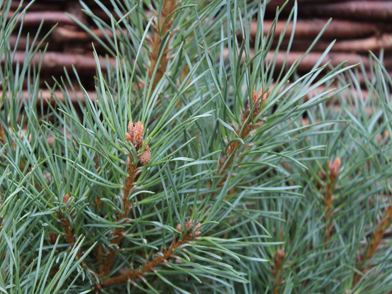 Pinus sylvestris 'Chantry Blue'-25537