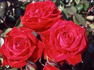 Rosa Hybrid Tea Happy Ruby Wedding 'Frynoble' Patio Pot-0
