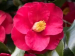 Camellias