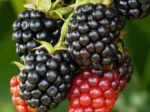 Fruit and Herbs