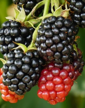 Fruit and Herbs
