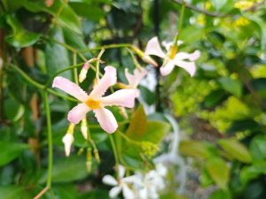 Trachelospermum asiaticum 'Pink Showers'-0