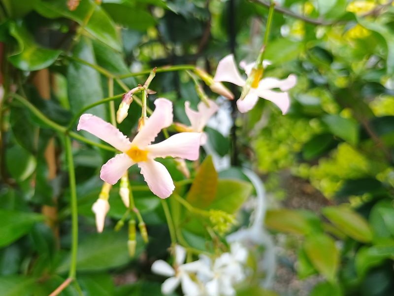 Trachelospermum asiaticum 'Pink Showers'-0