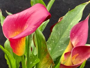 Calla Lily 'Bloody Mary'-0