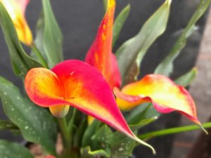 Calla Lily 'Morning Sun'-0