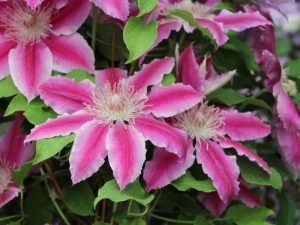 Clematis 'Doctor Ruppel'-0