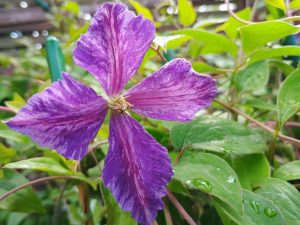 Clematis 'Tie Dye'-0
