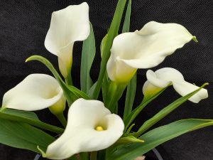 Calla Lily 'Crystal Clear'-0