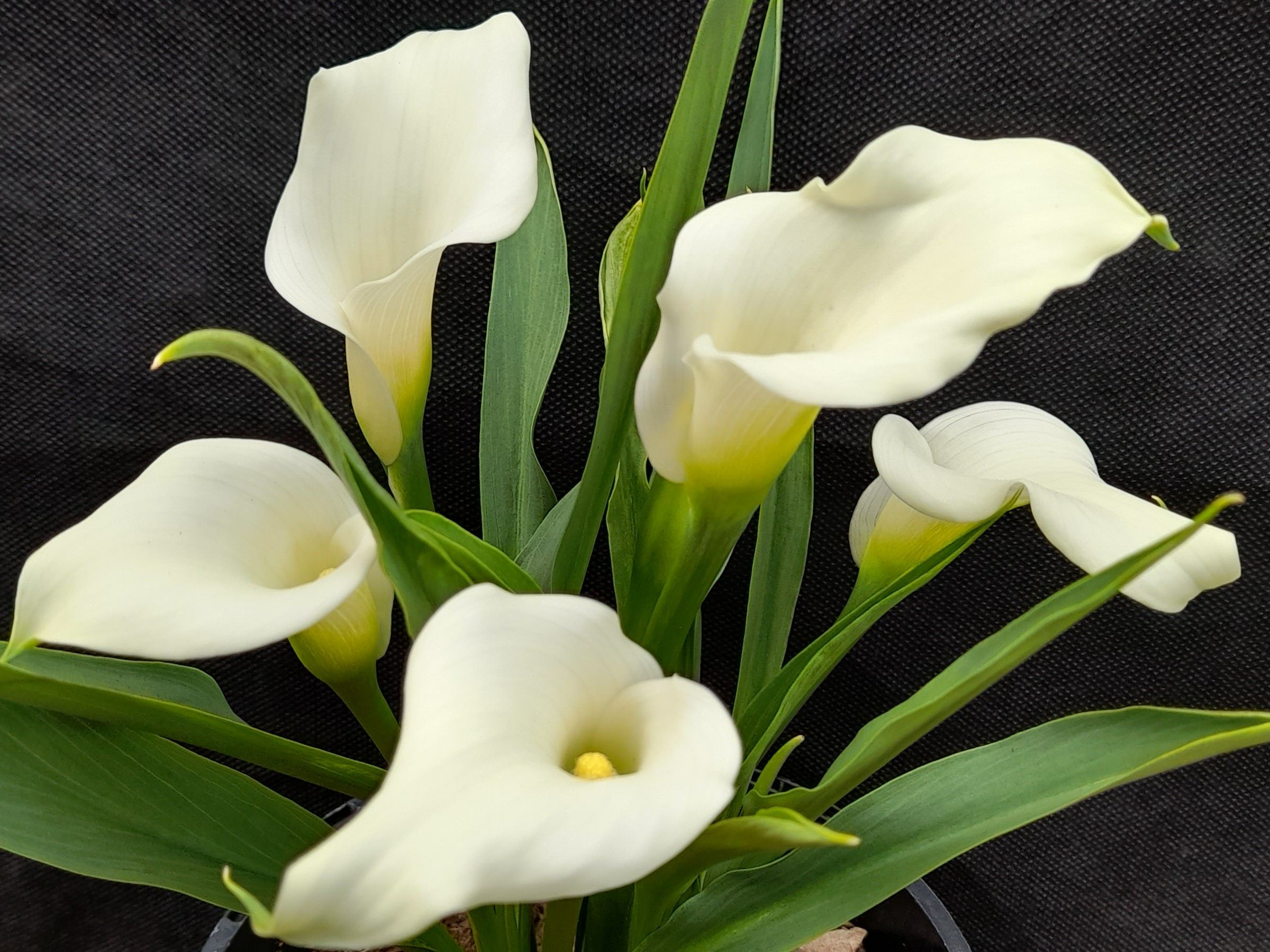 Calla Lily 'Crystal Clear'-0