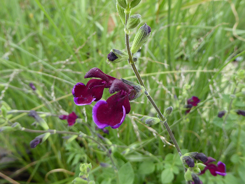 Salvia x jamensis 'Blackberry Ripple'-25561