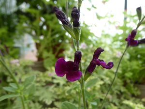 Salvia x jamensis 'Blackberry Ripple'-0