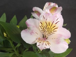 Alstroemeria Summer Paradise 'Times Valley'-0