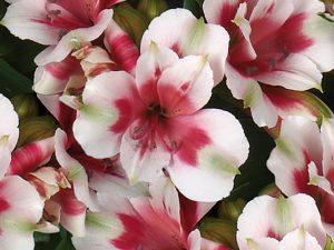 Alstroemeria Inticancha 'Maya'-0