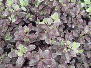 Pittosporum tenuifolium 'Bannow Bay' (Breebay'-0
