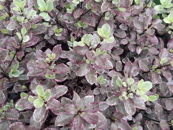 Pittosporum tenuifolium 'Bannow Bay' (Breebay'-0