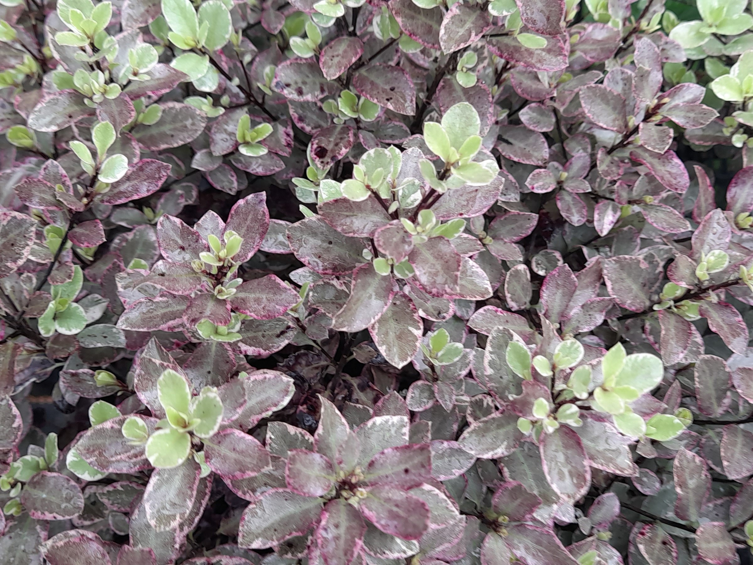 Pittosporum tenuifolium 'Bannow Bay' (Breebay'-0