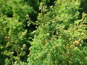 Chamaecyparis obtusa 'Blue Feathers'-0
