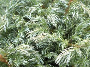 Chamaecyparis pisifera 'True Blue'-0