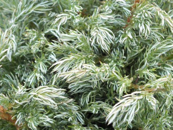 Chamaecyparis pisifera 'True Blue'-0