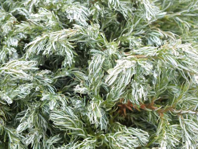 Chamaecyparis pisifera 'True Blue'-25666