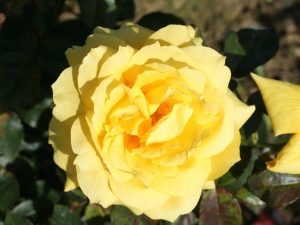 Rosa climbing 'Chinatown'-0