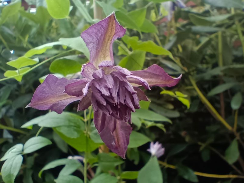 Clematis viticella 'Mary Rose'-25589