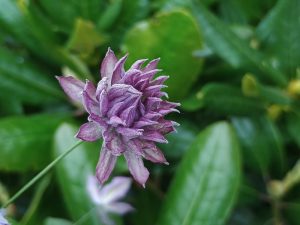 Clematis viticella 'Mary Rose'-0