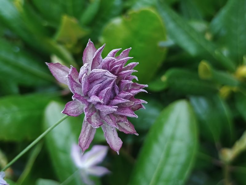Clematis viticella 'Mary Rose'-0