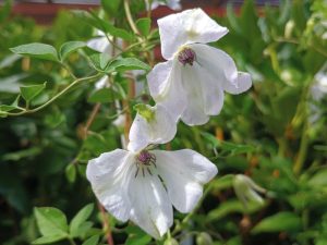 Clematis 'Alba Luxurians'-0