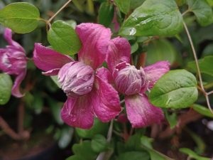 Clematis viticella 'Purpurea Plena Elegans '-0