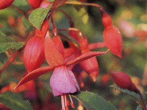 Fuchsia 'Beacon'-0