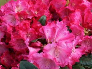 Rhododendron yakushimanum 'Red Dawn'-0